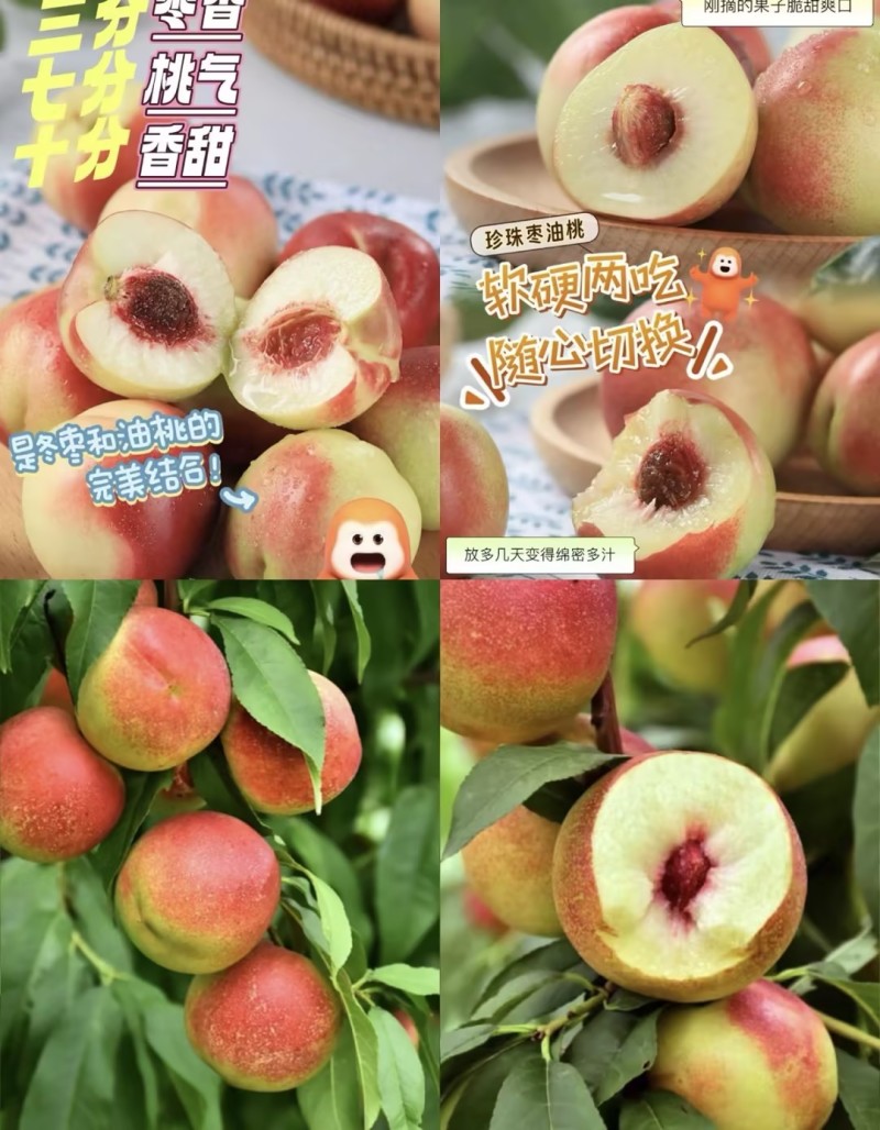 珍珠枣油桃蜜桃精品好货甜度高，电商，批发商湖北产地直发