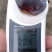 新疆产地精品西梅产地直发大量供应可视频看货
