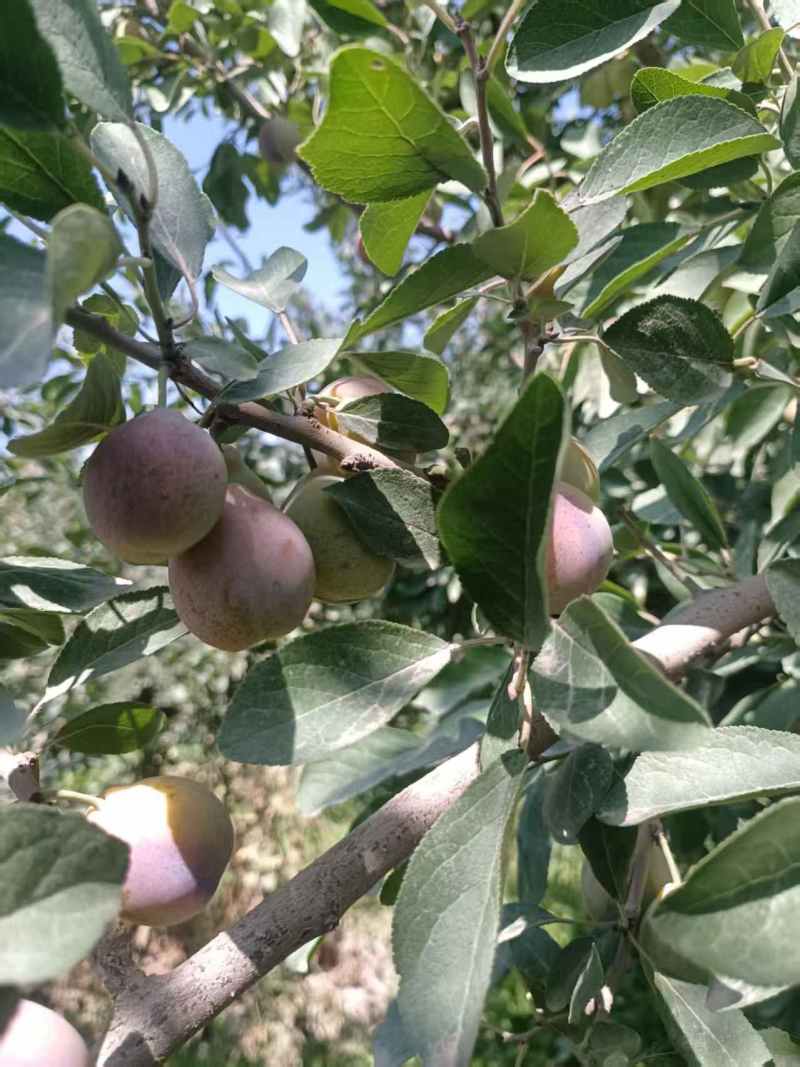 新疆产地精品西梅产地直发大量供应可视频看货