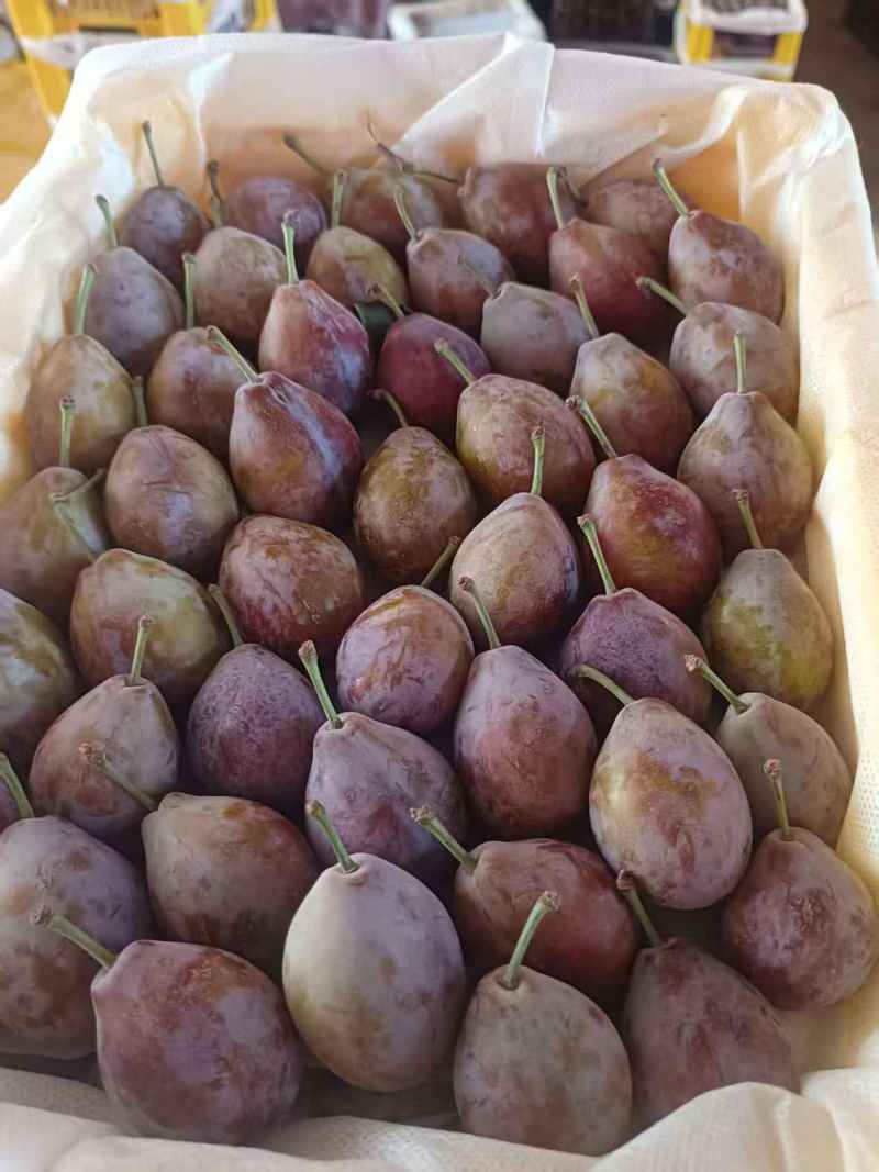 新疆产地精品西梅产地直发大量供应可视频看货