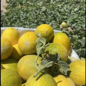 新疆哈密瓜精品八六王产地大量有货保质保量可视频
