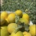 新疆哈密瓜精品八六王产地大量有货保质保量可视频