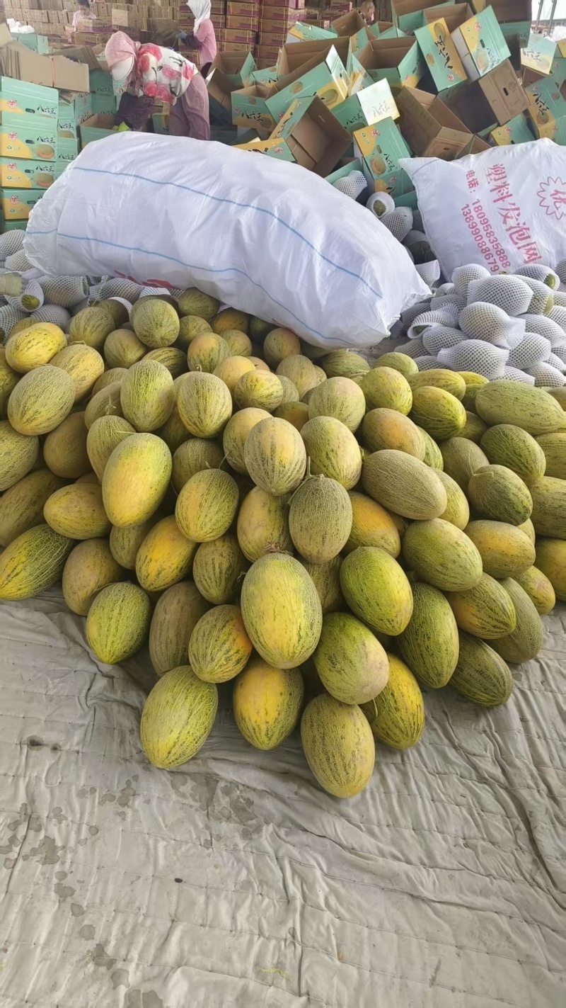 新疆哈密瓜精品八六王产地大量有货保质保量可视频