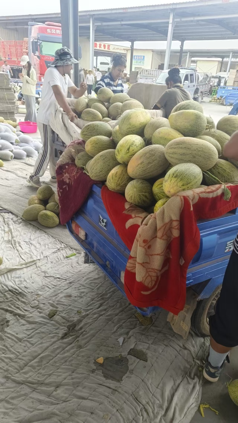 新疆哈密瓜精品八六王产地大量有货保质保量可视频