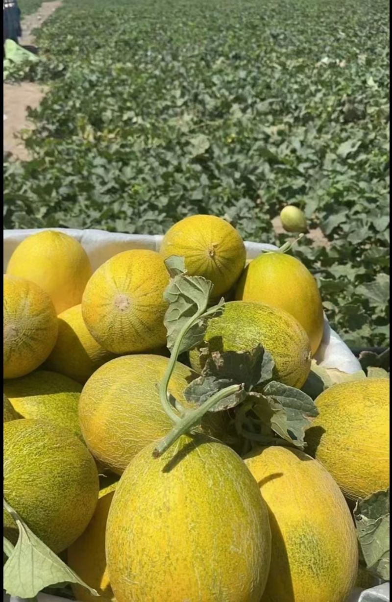 新疆哈密瓜精品八六王产地大量有货保质保量可视频