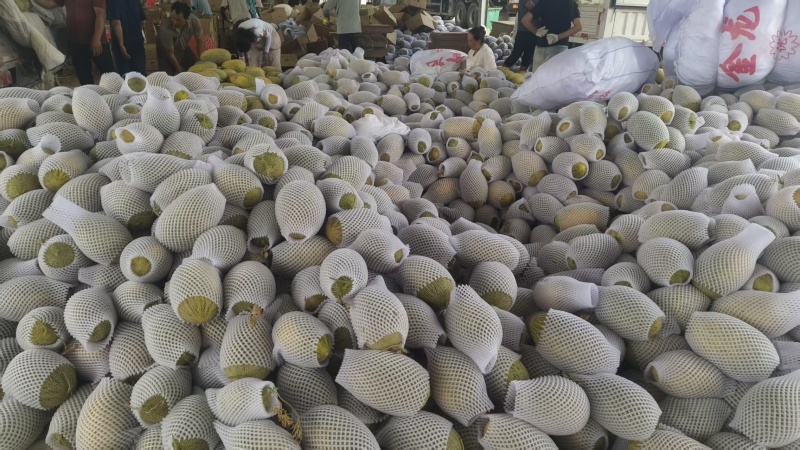 新疆哈密瓜精品八六王产地大量有货保质保量可视频