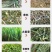 大叶蛋白菊烘干机网带串叶松香草松香草干燥机菊花草烘干设备