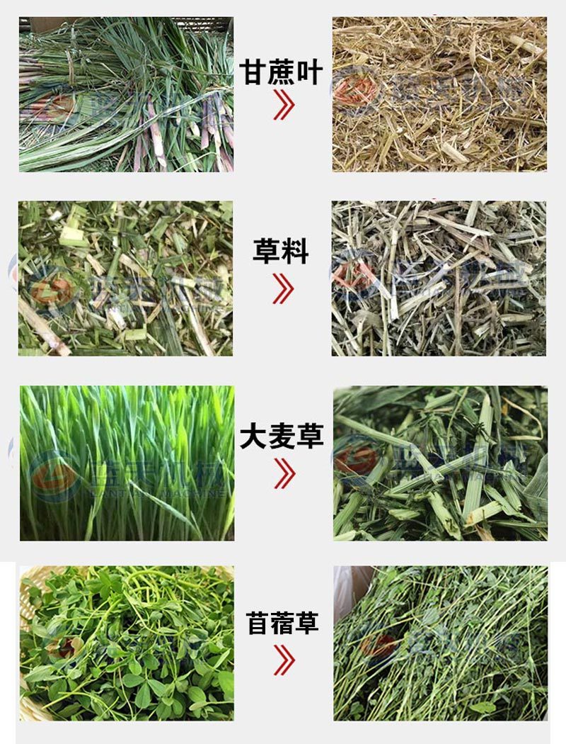 大叶蛋白菊烘干机网带串叶松香草松香草干燥机菊花草烘干设备