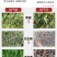 大叶蛋白菊烘干机网带串叶松香草松香草干燥机菊花草烘干设备