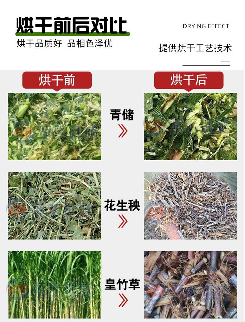 大叶蛋白菊烘干机网带串叶松香草松香草干燥机菊花草烘干设备