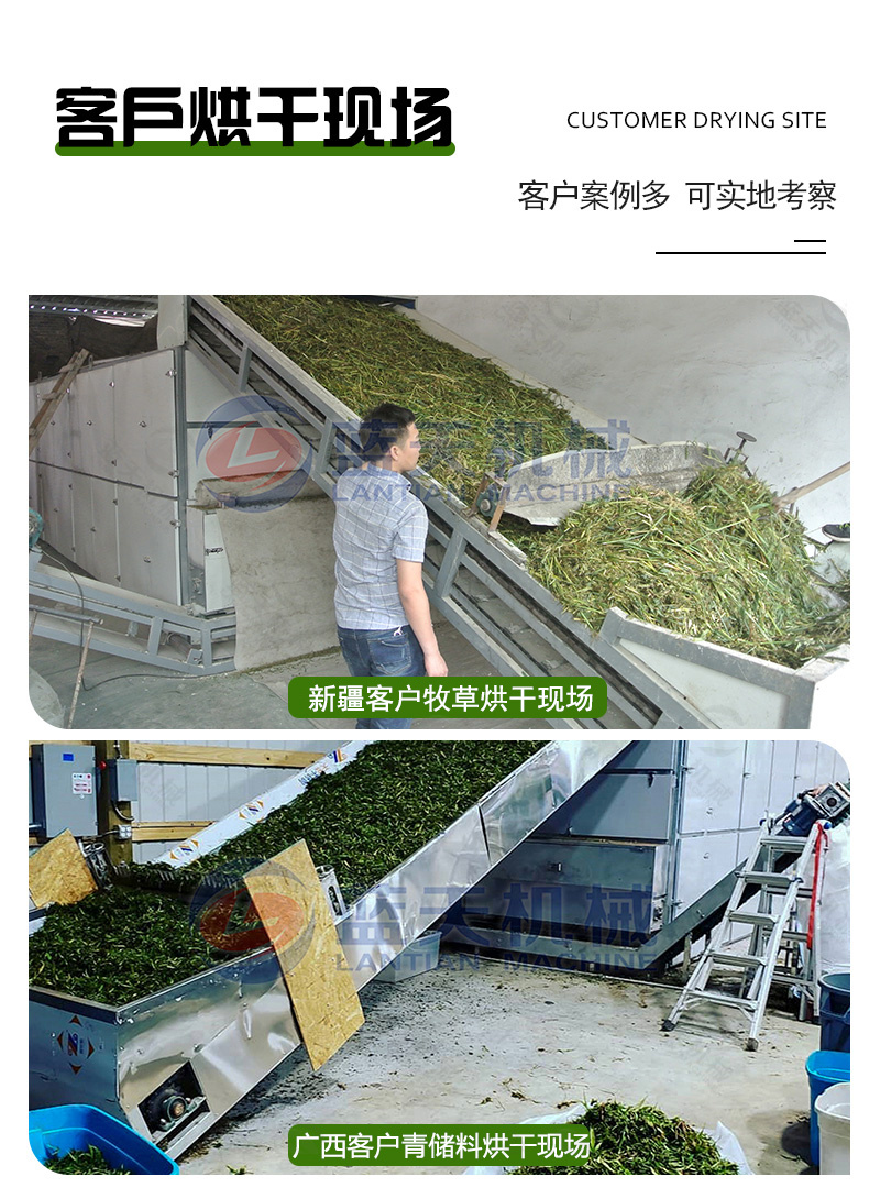 大叶蛋白菊烘干机网带串叶松香草松香草干燥机菊花草烘干设备