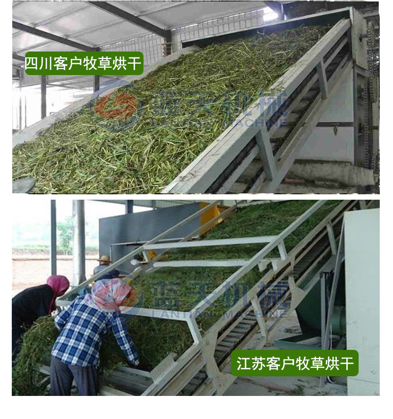 大叶蛋白菊烘干机网带串叶松香草松香草干燥机菊花草烘干设备