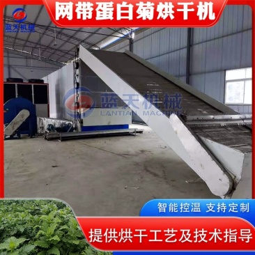 大叶蛋白菊烘干机网带串叶松香草松香草干燥机菊花草烘干设备