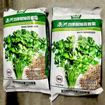 澳洲四季耐抽苔香菜种子香味浓郁口感好叶大梗青基地型