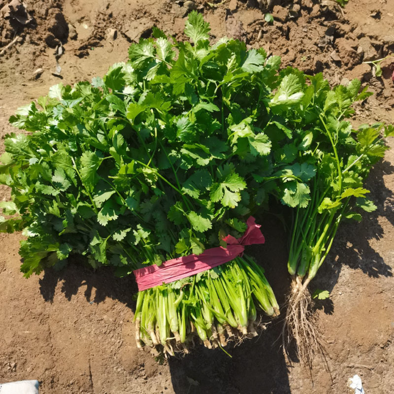 澳洲四季耐抽苔香菜种子香味浓郁口感好叶大梗青基地型