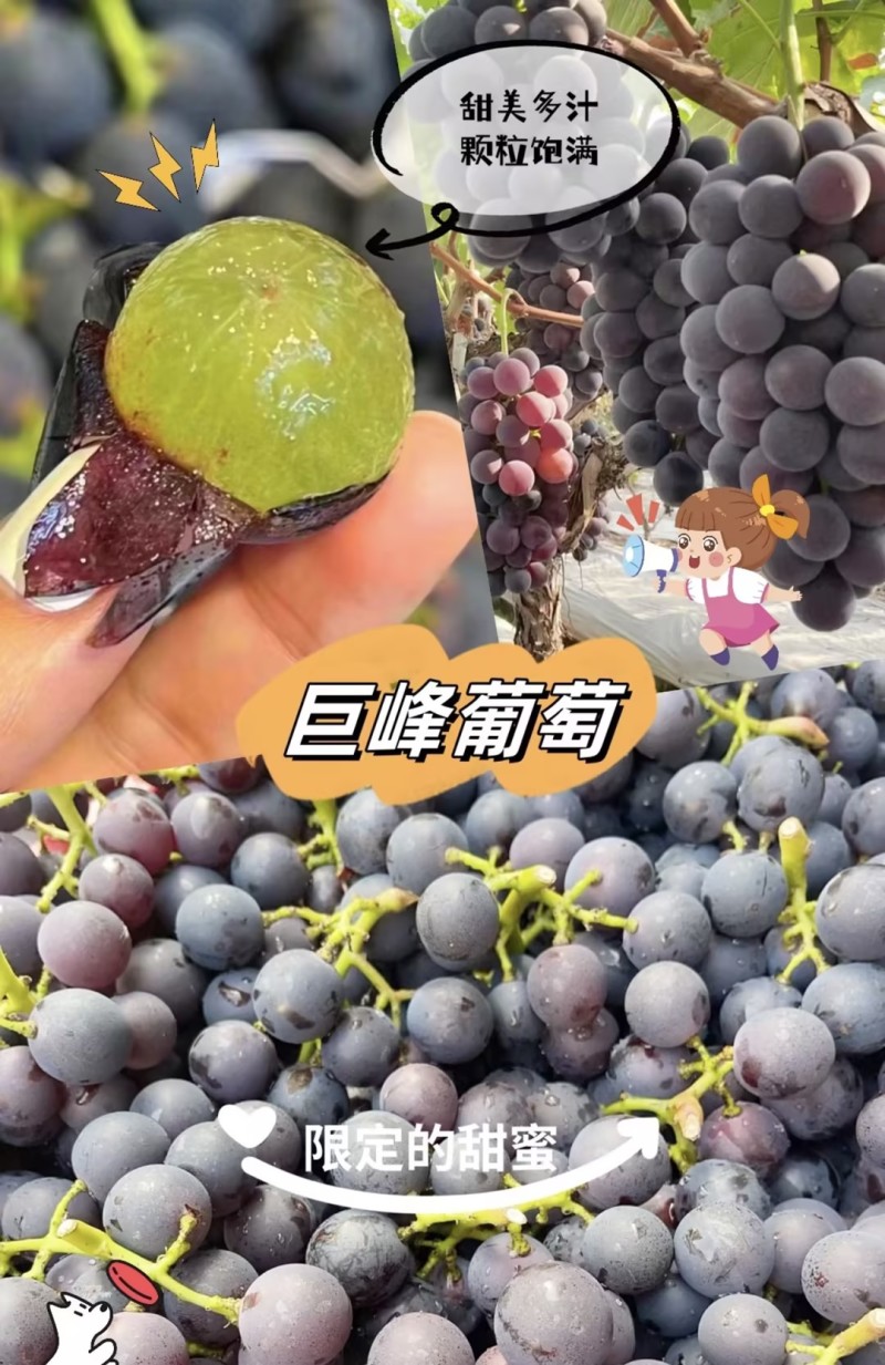 河北巨峰葡萄，精品乒乓球葡萄，藤稔葡萄口感超大量上市中