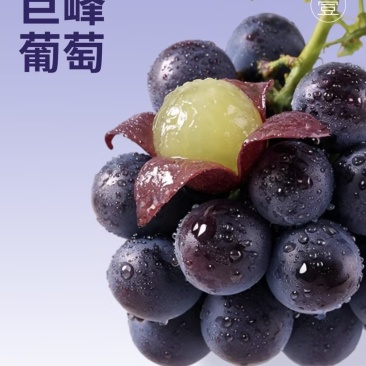 河北巨峰葡萄，精品乒乓球葡萄，藤稔葡萄口感超大量上市中