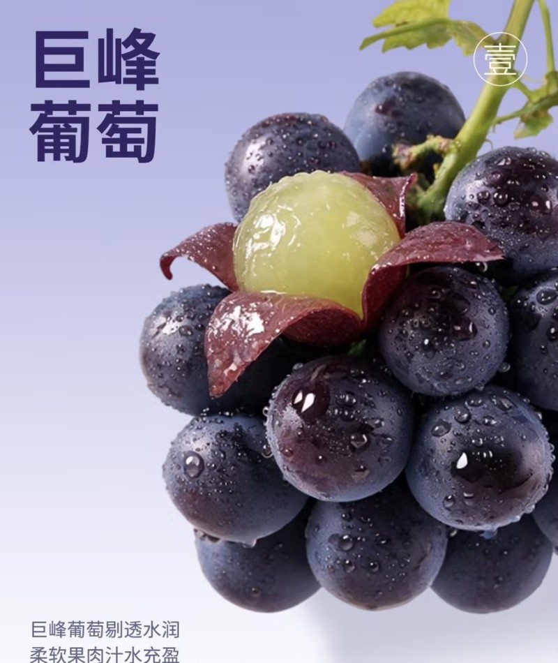 河北巨峰葡萄，精品乒乓球葡萄，藤稔葡萄口感超大量上市中