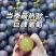 河北巨峰葡萄，精品乒乓球葡萄，藤稔葡萄口感超大量上市中