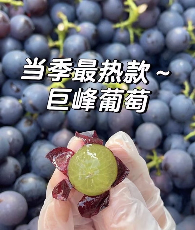 河北巨峰葡萄，精品乒乓球葡萄，藤稔葡萄口感超大量上市中
