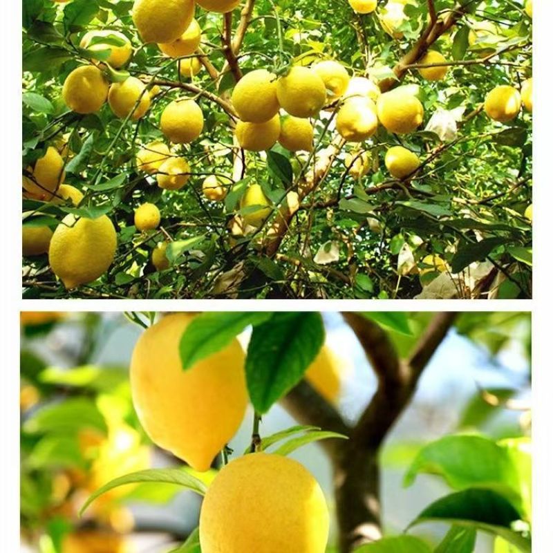 安岳柠檬已大量上市，产地直供大量有货质量保证一手货源