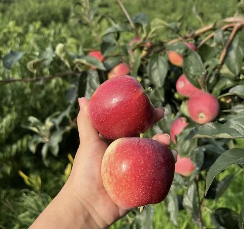 鲁丽苹果上市了！口感脆甜多汁，商超、电商、市场产地直采