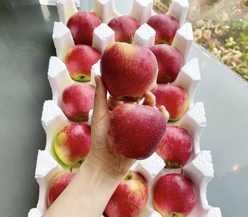 鲁丽苹果🍎精品苹果产地直发量大从优可对接全国电商市场商超