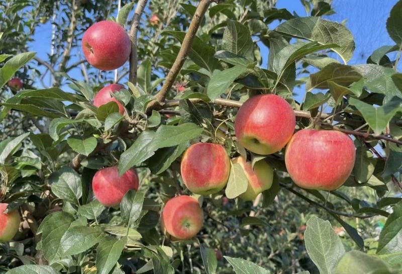 鲁丽苹果🍎精品苹果产地直发量大从优可对接全国电商市场商超