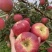鲁丽苹果🍎精品苹果产地直发量大从优可对接全国电商市场商超
