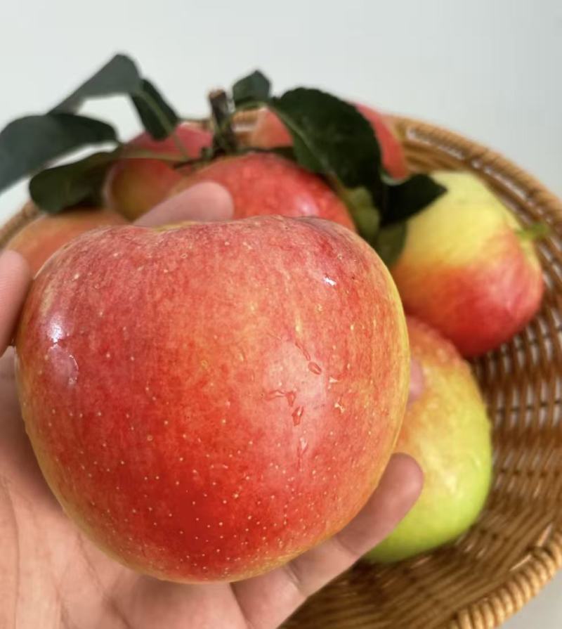 鲁丽苹果🍎精品苹果产地直发量大从优可对接全国电商市场商超
