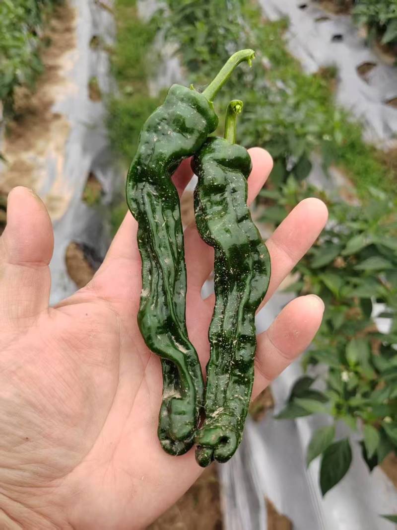 鲜辣椒，杭椒，薄皮，螺丝椒，美人椒，等各种辣椒