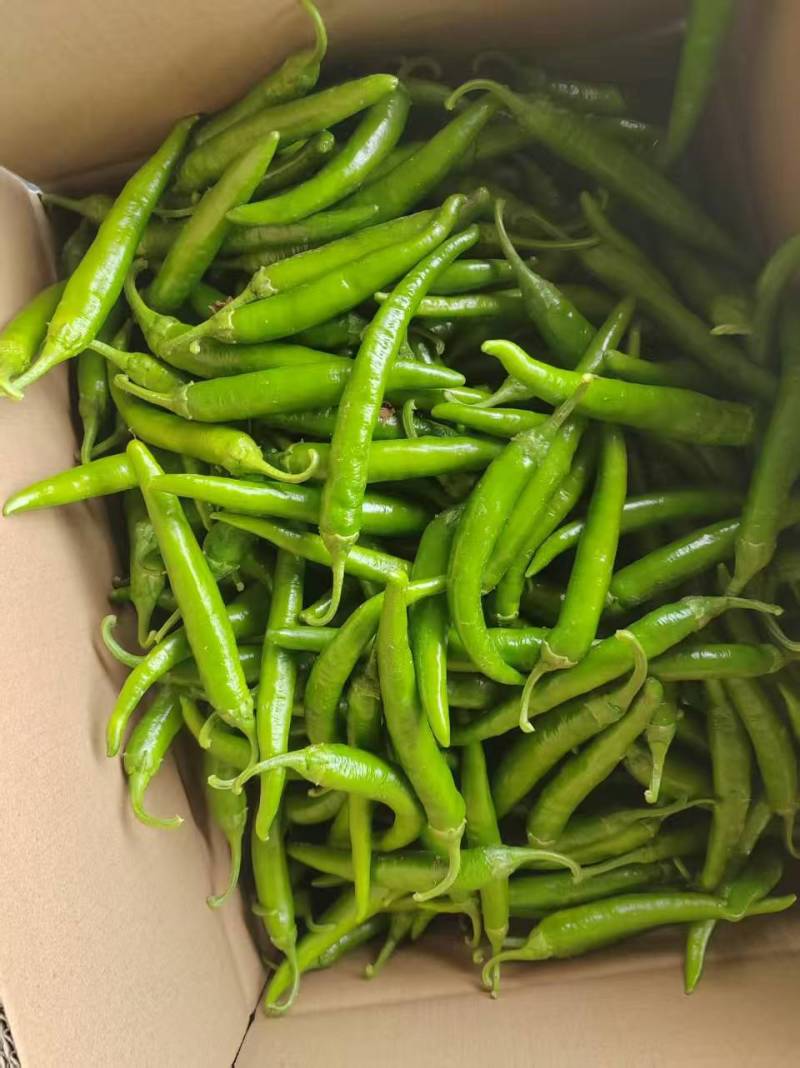 鲜辣椒，杭椒，薄皮，螺丝椒，美人椒，等各种辣椒