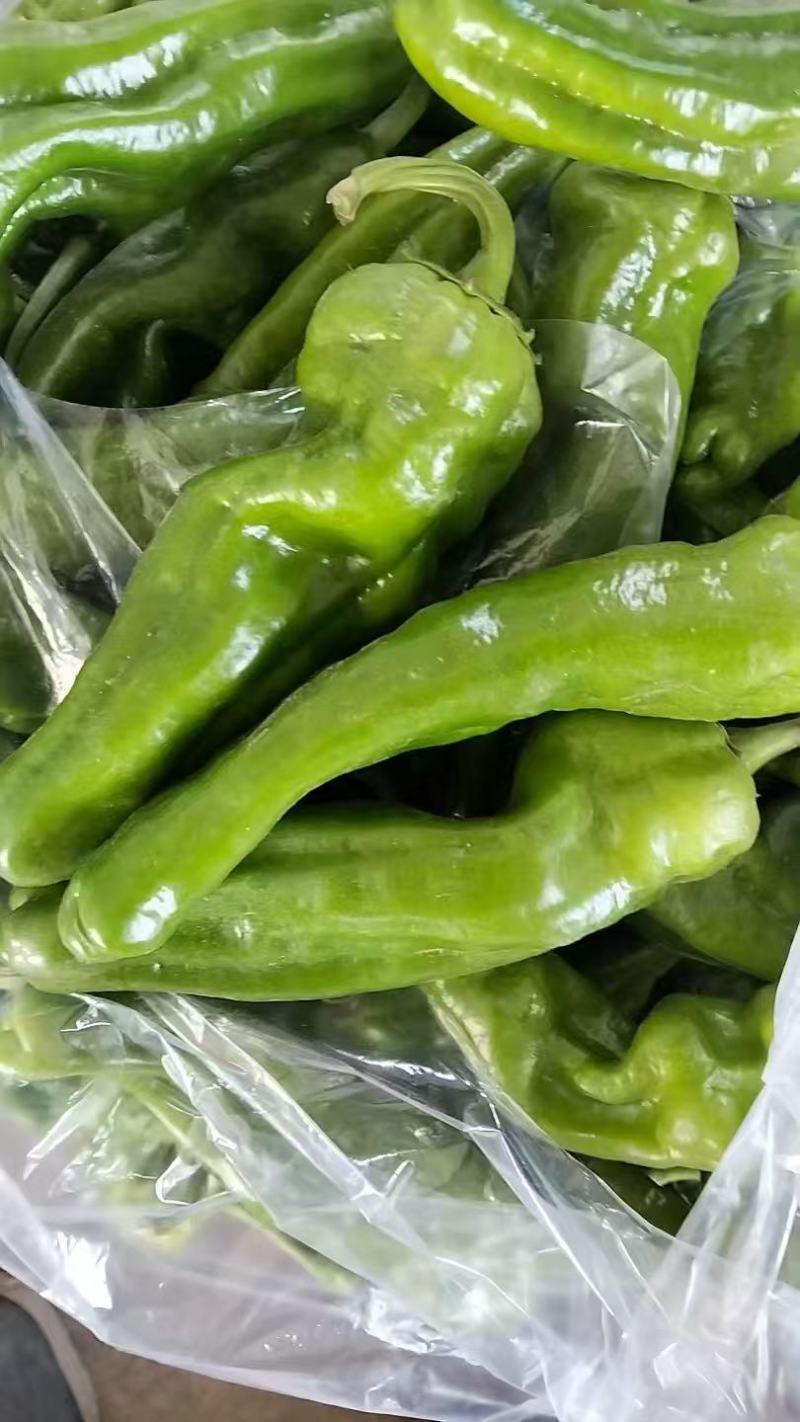鲜辣椒，杭椒，薄皮，螺丝椒，美人椒，等各种辣椒