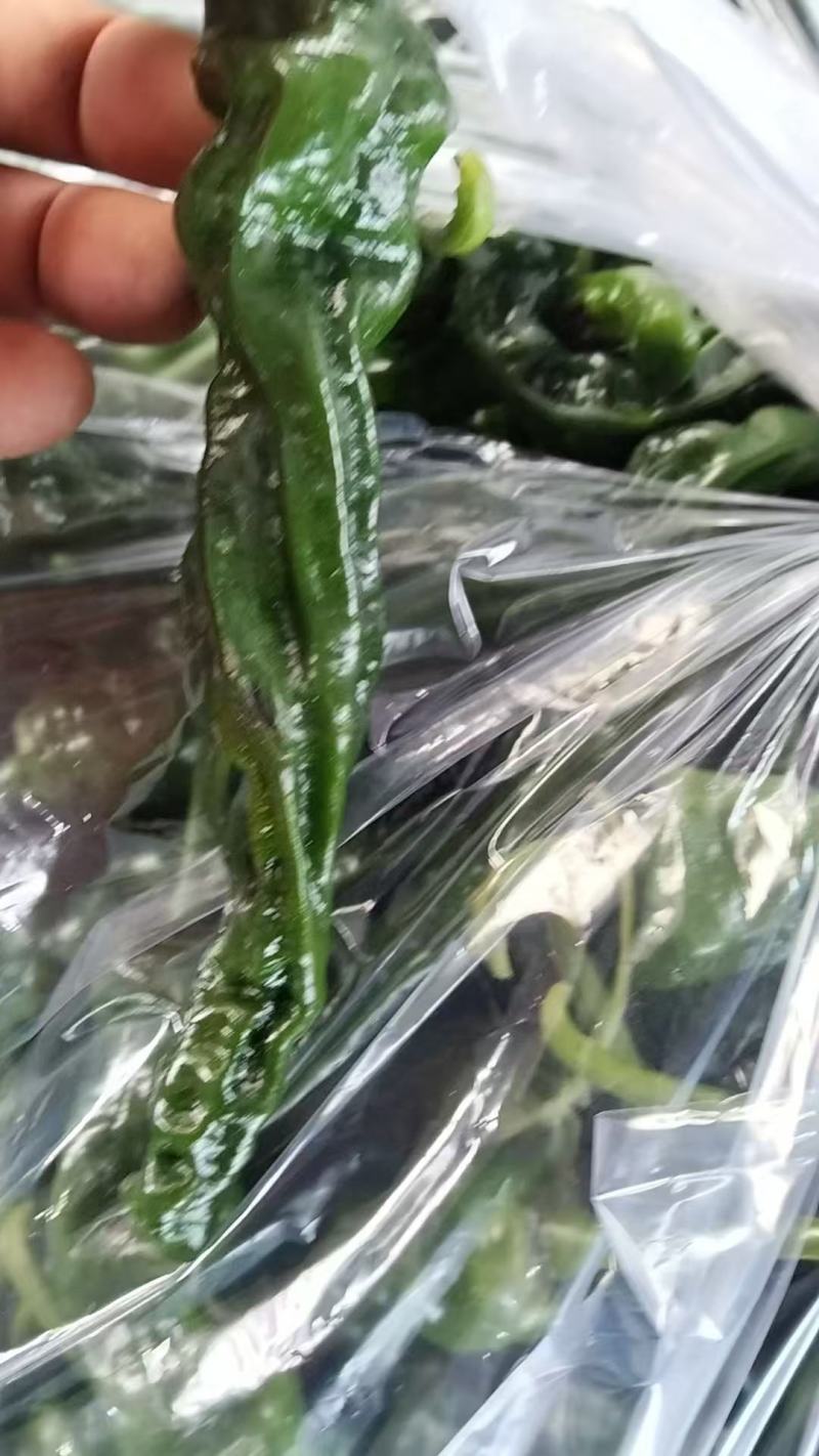 鲜辣椒，杭椒，薄皮，美人椒，等各种辣椒产地直发