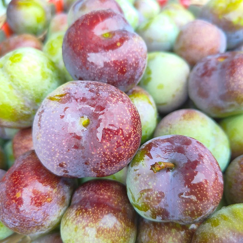 【顺丰快递】四川半边红茵红李当季新鲜孕妇水果李子精品一件