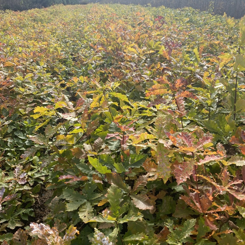 蒙古栎苗辽东栎苗保质保量产地直销欢迎各大老板采购