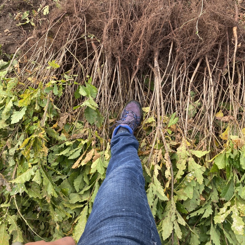 蒙古栎苗辽东栎苗保质保量产地直销欢迎各大老板采购