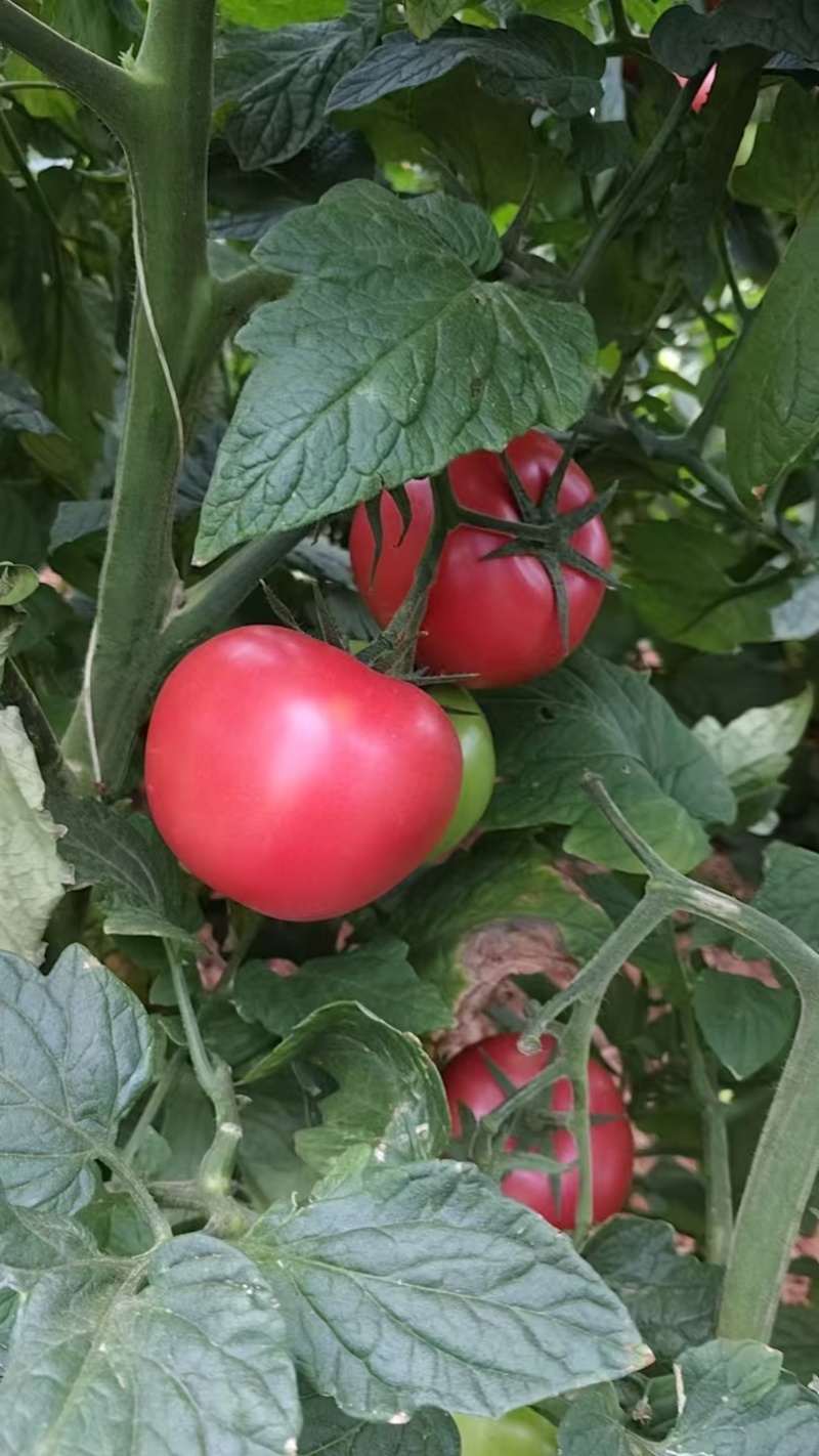 西红柿云南硬粉西红柿🍅产地直发量大从优可对接全国电商等