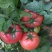 西红柿云南硬粉西红柿🍅产地直发量大从优可对接全国电商等