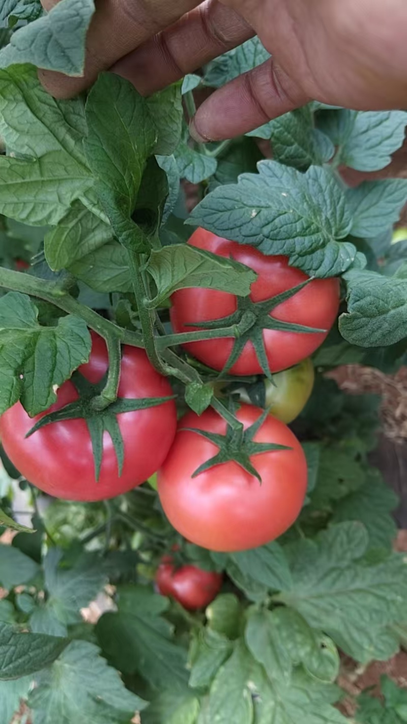 西红柿云南硬粉西红柿🍅产地直发量大从优可对接全国电商等