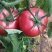 西红柿云南硬粉西红柿🍅产地直发量大从优可对接全国电商等