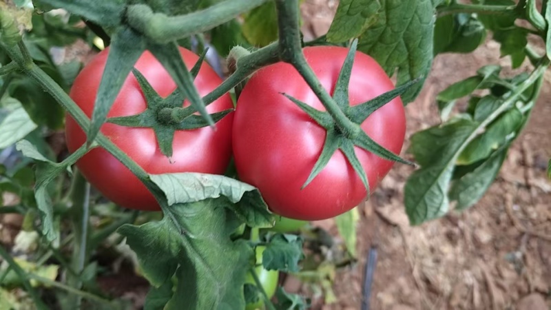西红柿云南硬粉西红柿🍅产地直发量大从优可对接全国电商等