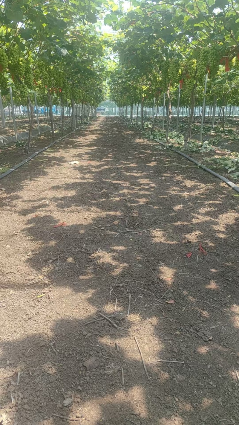 葡萄阳光玫瑰产地直供现摘现发一手货源欢迎咨询