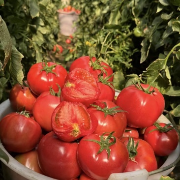 西红柿云南硬粉西红柿🍅产地直发量大从优可对接全国电商等