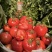 西红柿云南硬粉西红柿🍅产地直发量大从优可对接全国电商等