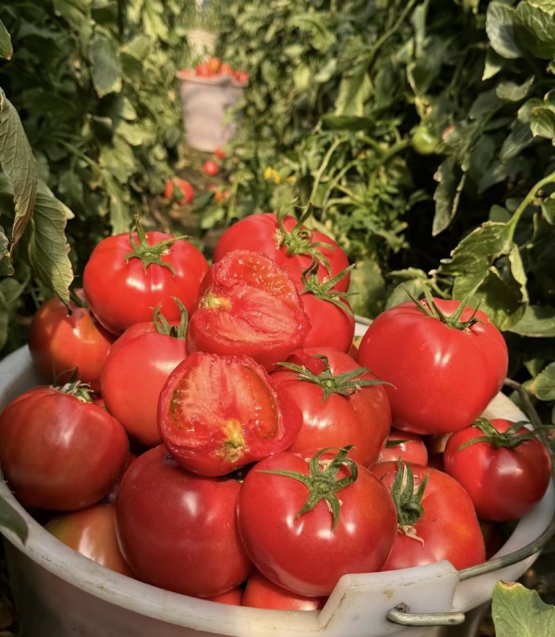 西红柿云南硬粉西红柿🍅产地直发量大从优可对接全国电商等