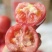 西红柿云南硬粉西红柿🍅产地直发量大从优可对接全国电商等