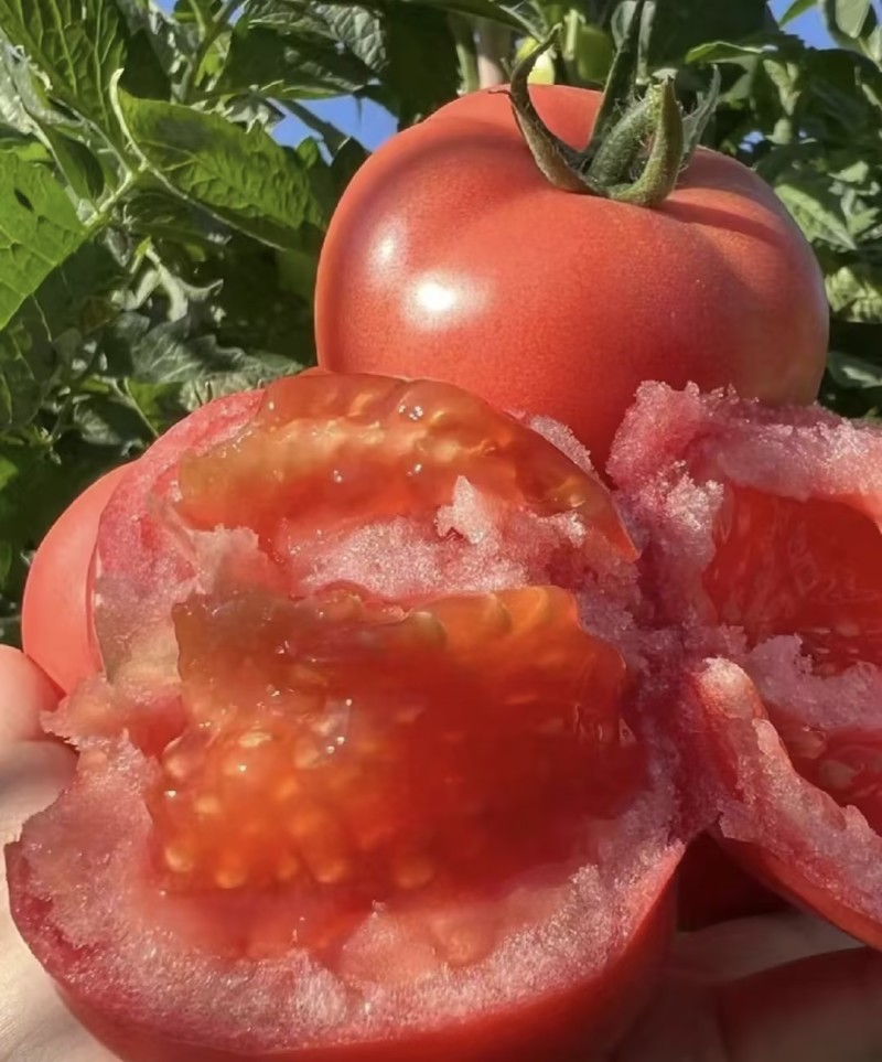 西红柿云南硬粉西红柿🍅产地直发量大从优可对接全国电商等
