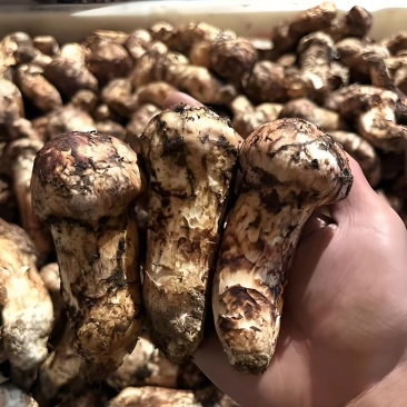 云南新鲜松茸大量上市产地直发每天现货一件代发
