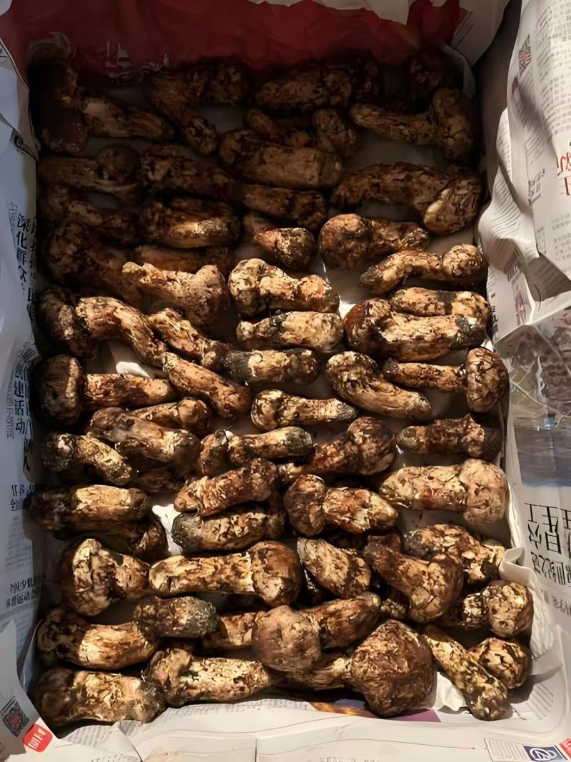 云南新鲜松茸大量上市产地直发每天现货一件代发